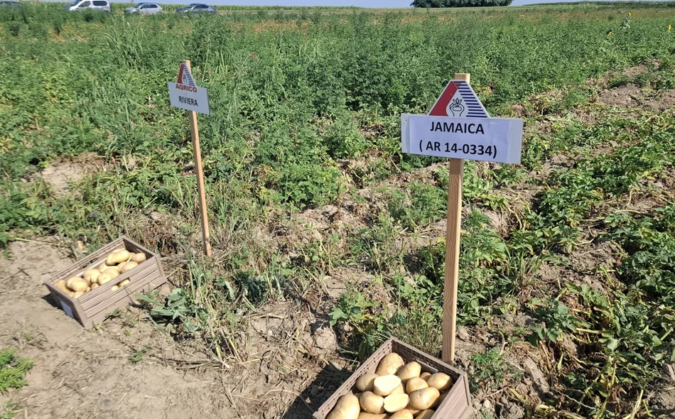Svibanjske i lipanjske kiše spasile su krumpir kojemu nisu naštetile niti ekstremne vrućine