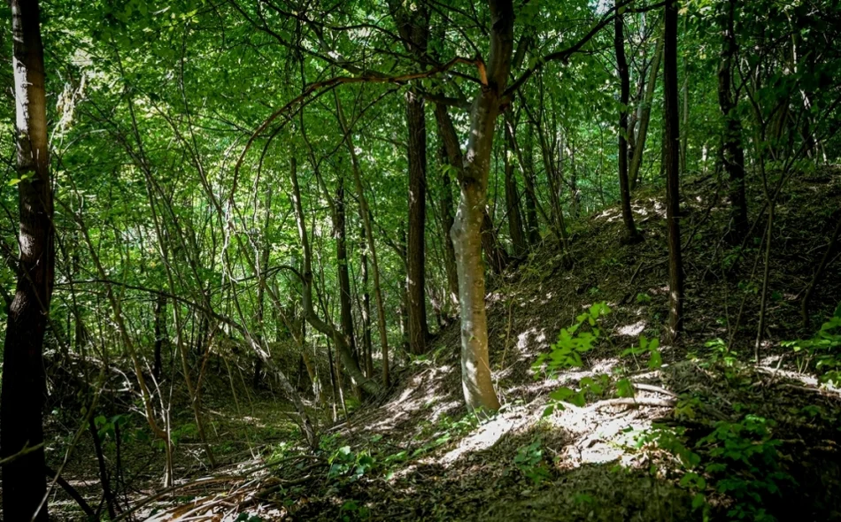 Zidine visoke 14 metara skrivale tajnu staru više od 2.500 godina
