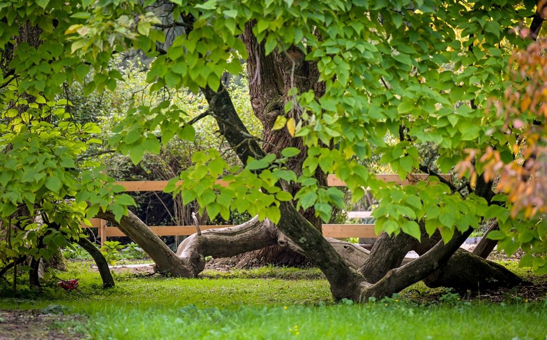 Arboretum Opeka obilazak 11 20251014