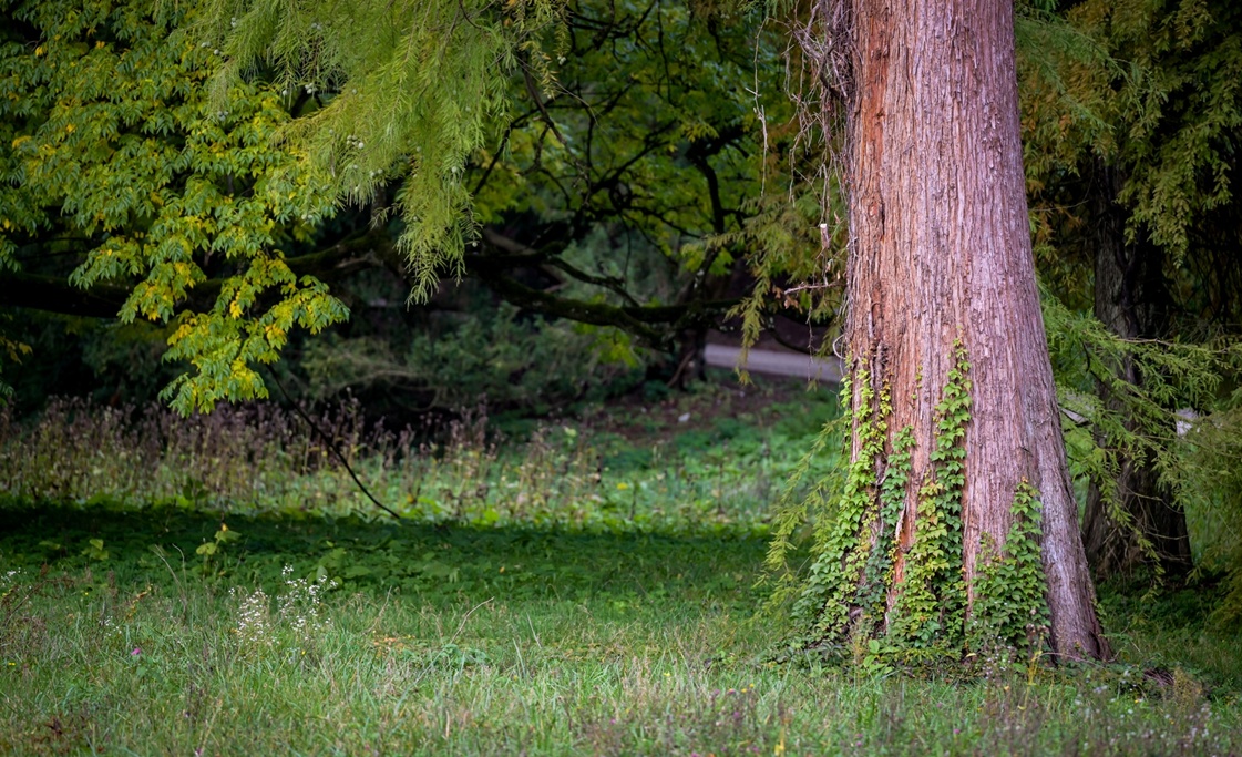 Arboretum Opeka obilazak 1 20251014