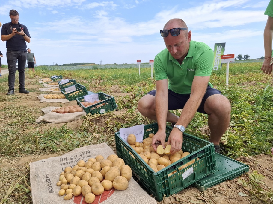 Dani polja krumpira Desyre 1 20250724