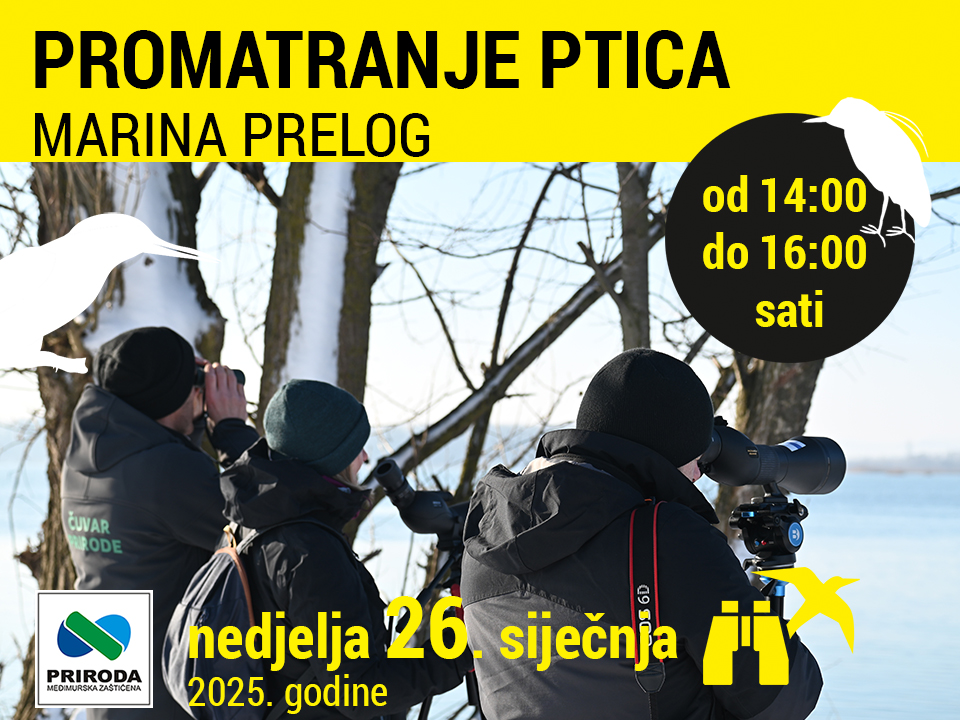 Promatranje ptica na Marini Prelog