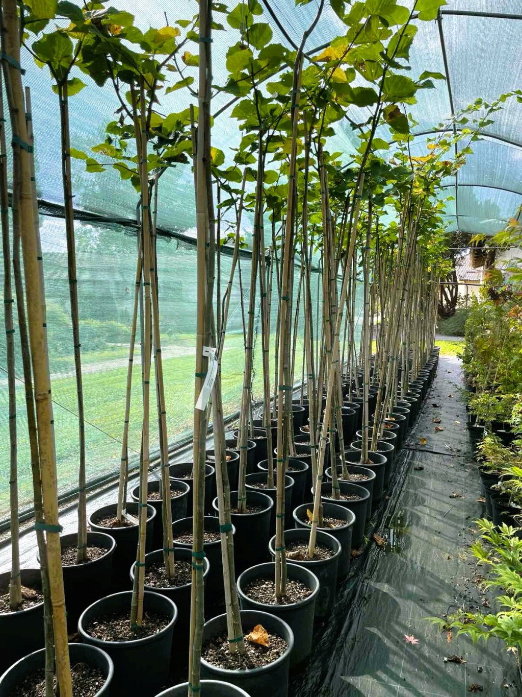 ivanec sadnice lipe 6