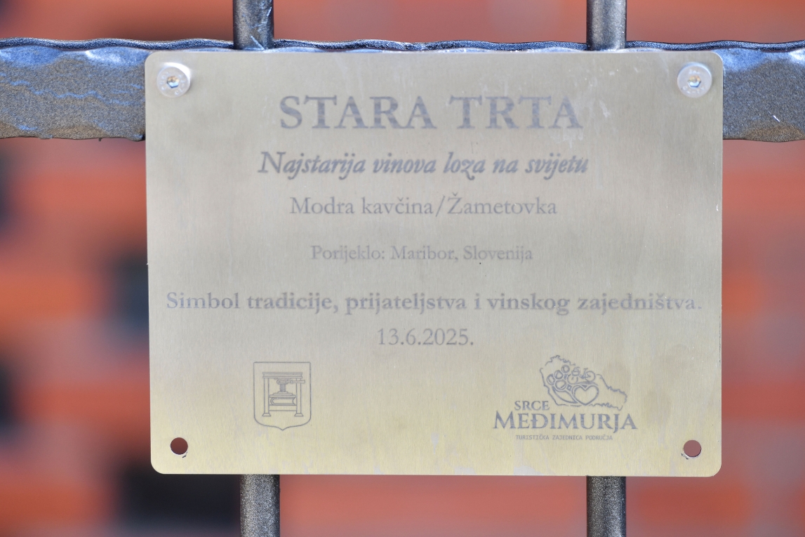 stara trta3