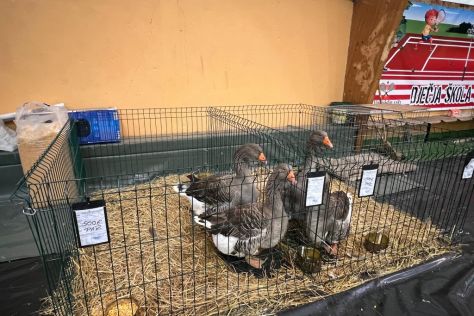 izlozba malih zivotinja 2.jpg