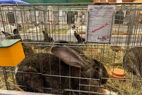 izlozba malih zivotinja 3.jpg