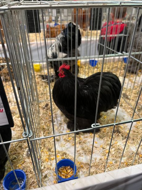 izlozba malih zivotinja 6.jpg