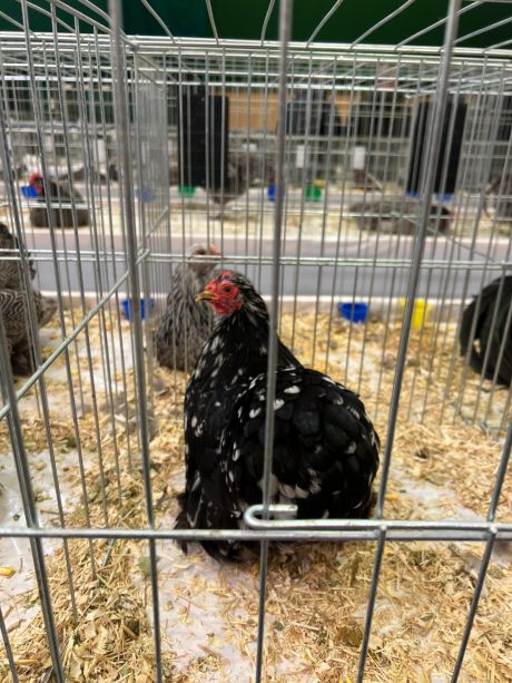 izlozba malih zivotinja 7.jpg