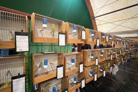 izlozba malih zivotinja 9.jpg