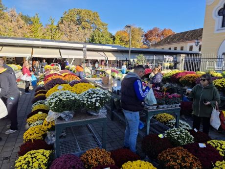 cvijece blagdan svi sveti 21 20251028.jpg