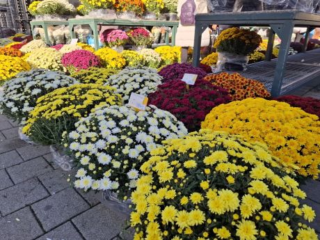 cvijece blagdan svi sveti 22 20251028.jpg