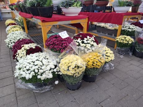 cvijece blagdan svi sveti 25 20251028.jpg