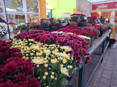 cvijece blagdan svi sveti 26 20251028.jpg