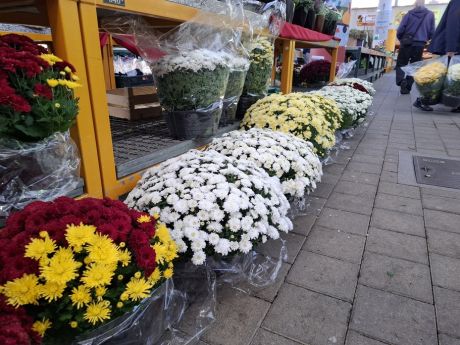 cvijece blagdan svi sveti 29 20251028.jpg