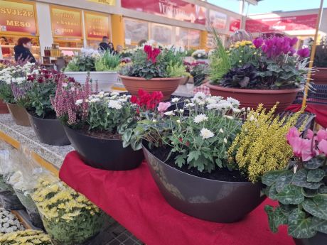 cvijece blagdan svi sveti 30 20251028.jpg