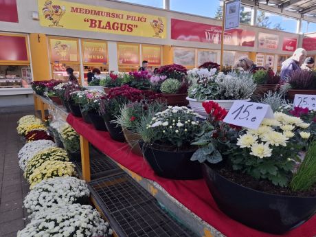 cvijece blagdan svi sveti 31 20251028.jpg