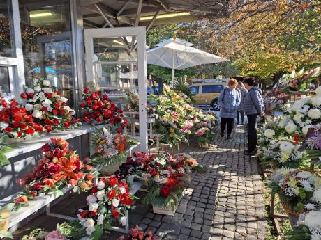 cvijece blagdan svi sveti 8 20251028.jpg