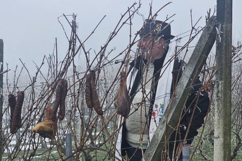 vincekovo Marof 2026 4 20260119.jpg